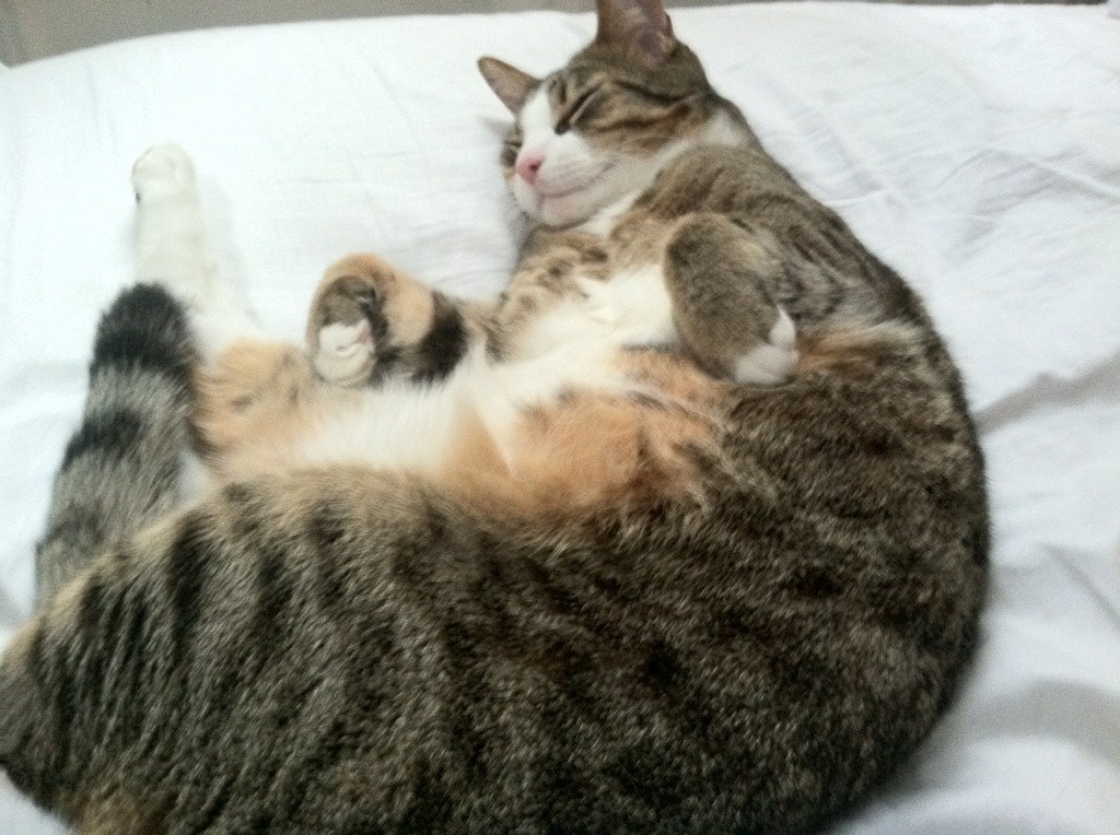 迪马利亚的苏格兰雨夜，当巫师在凯尔特人的地盘起舞