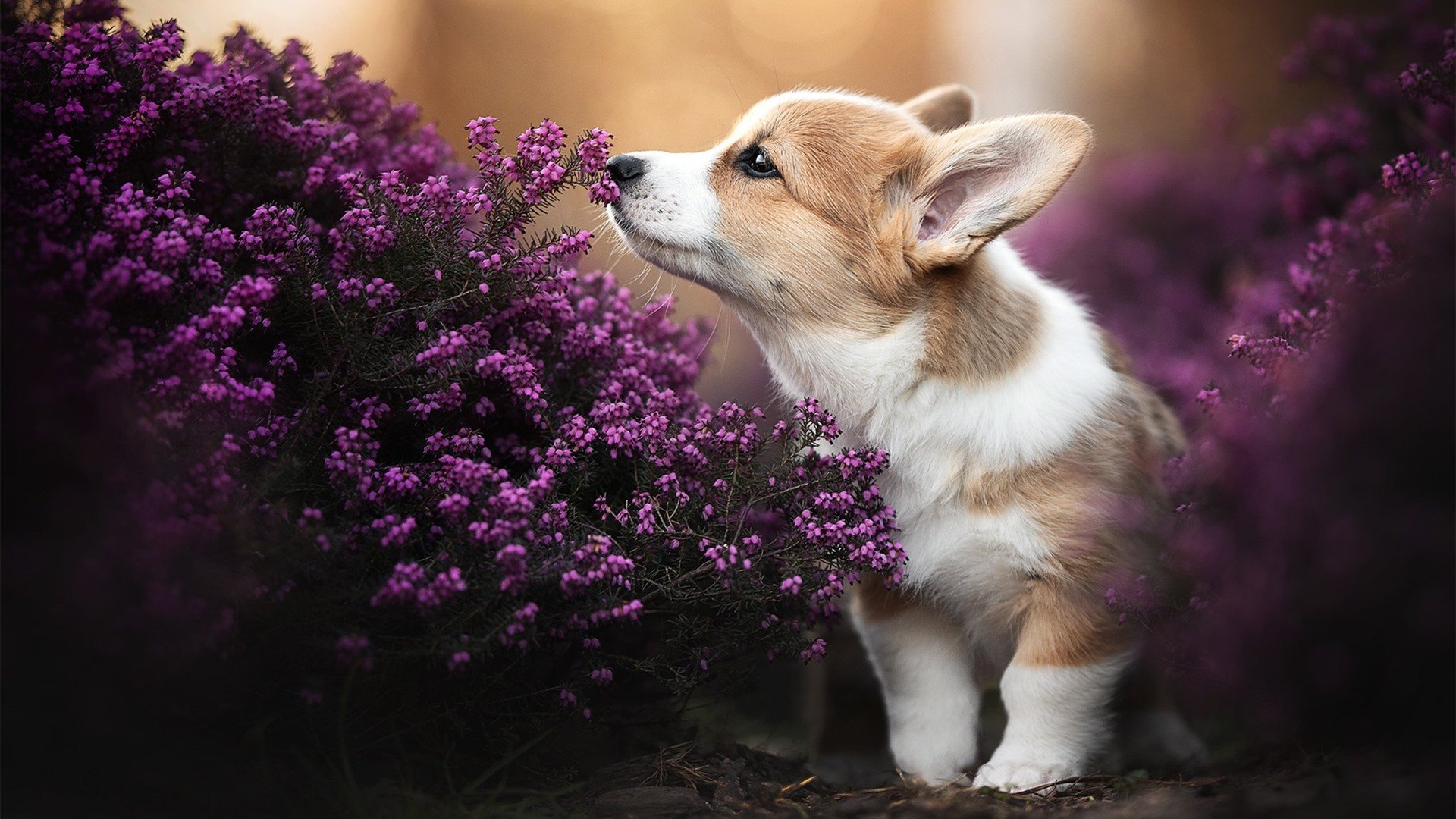 跨界双城记，辽宁终结者气魄与拉文的英超神话