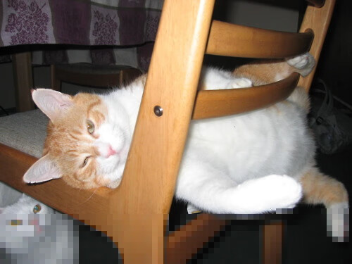 教科书级统治力！詹姆斯率黄蜂稳稳蜇伤深圳队