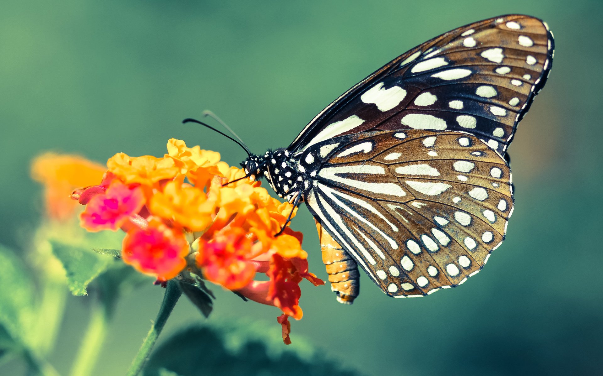 NBA季后赛，勒沃库森式统治力在球场两端如何绞杀拜仁？