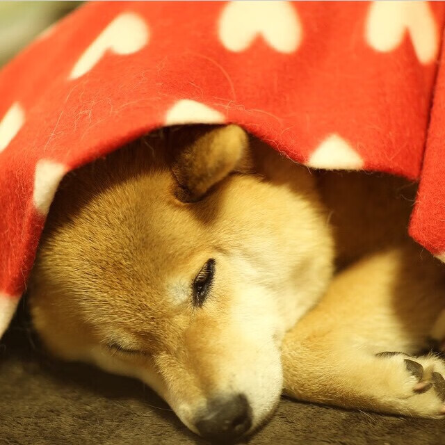 跨界烽烟，辽宁一波流席卷爵士，哈利伯顿临危定乾坤